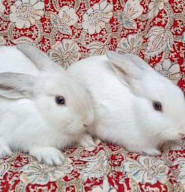 Photo of Shania/Taylor