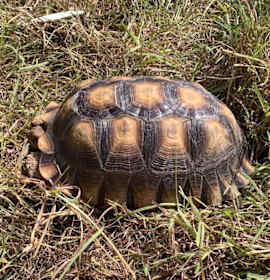 Photo of Henley (Crema)