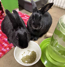 Photo of Black Jack & Roulette