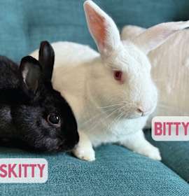 Photo of Bitty