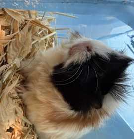 Photo of Casey,Pic, Pac $75