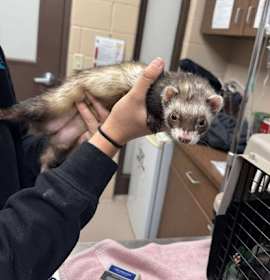 Photo of Kiri (Bonded Trio)