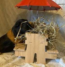 Photo of S'mores and Carmella