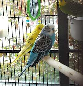 Photo of Pegasus w/ Manticore- fee waived- in foster