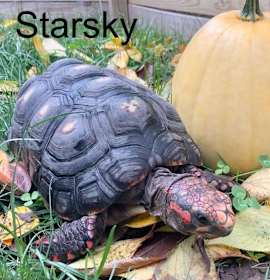 Photo of Starsky