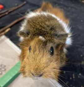 Photo of Kelly (bonded With Jill)