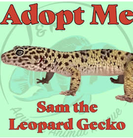 Photo of Sam the Leopard Gecko