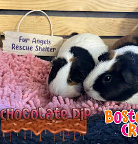 Photo of Chocolate Dip & Boston Cream