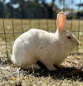 Photo of marshmallow