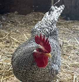 Photo of COLONEL SANDERS