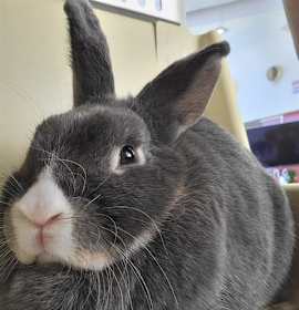 Photo of THUMPER