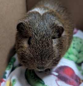 Photo of Potato Wedges