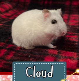 Photo of Cloud