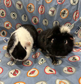 Photo of Chip bonded to Pickles
