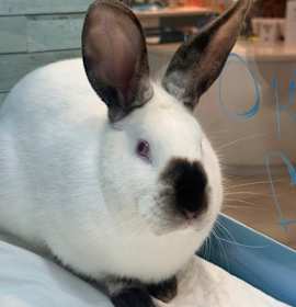 Photo of Bucky O'Hare