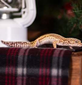 Photo of Belle-Stratford