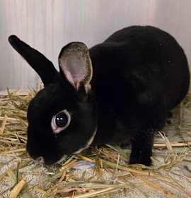 Photo of Tulip (Tuli)