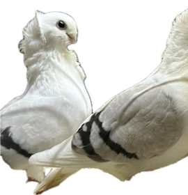 Photo of Butter and Noodle