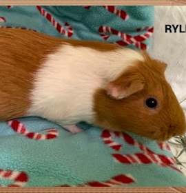 Photo of Rylee(bonded With Cire And Nyx)
