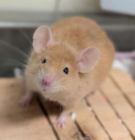 Photo of MR MOUSE