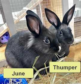 Photo of Thumper
