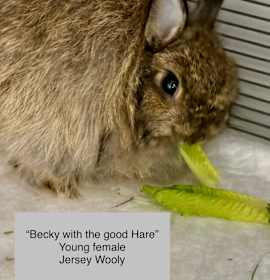 Photo of Becky with the good Hare