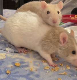 Photo of Lailai & Cris BONDED