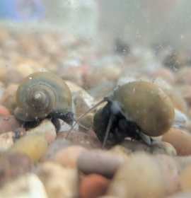 Photo of CHICKEN PATTY