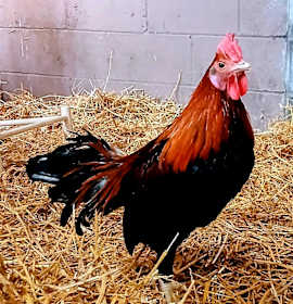 Photo of HeiHei