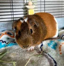 Photo of Biscotti (bonded w/Gingerbread