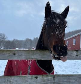 Photo of Nova - Go Get Con's Nova