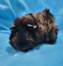 Photo of Pigeon & Rhino