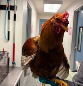 Photo of Unity Biscuit