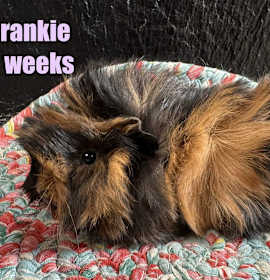 Photo of Frankie