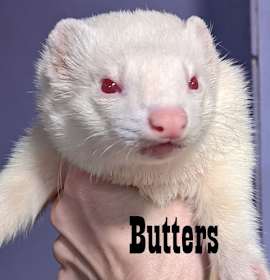 Photo of Butters & Bonita