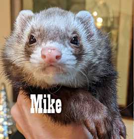 Photo of Mike & Sully