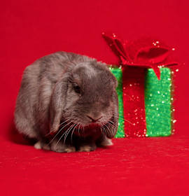 Photo of Pumpernickel