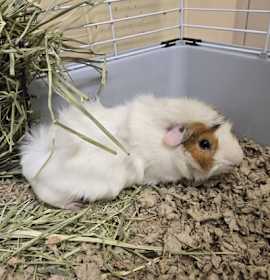 Photo of Hammy