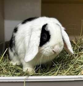 Photo of Jim Boy Calloway