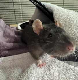 Photo of 3 MUSKETEERS