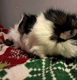 Photo of Prince Percival