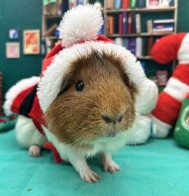 Photo of Marshmallow