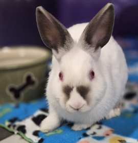 Photo of Marshmallow