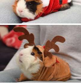 Photo of Siskel & Ebert - adoption pending