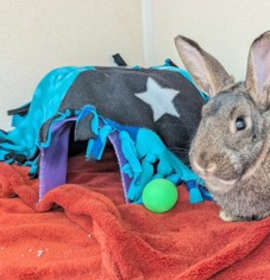 Photo of Sweet Potato