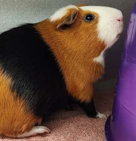 Photo of MR. CHUCKLES