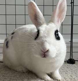 Photo of Marshmallow