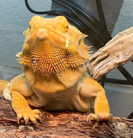 Photo of Ringo - Kitchener