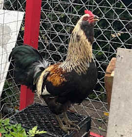 Photo of Sir Pecksalot