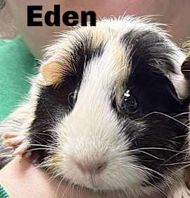 Photo of Eden 251112